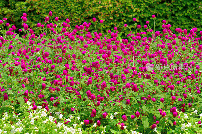 Gomphrena globbosa /全球苋菜花